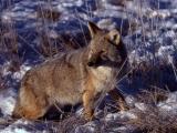 Coyote in Lamar Valley in winter