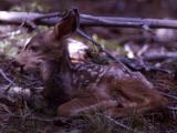 Mule deer fawn