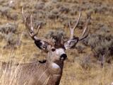 Mule deer buck with full antlers
