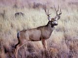Mule deer buck