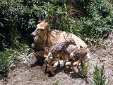 New born mule deer fawns & mother