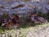 Mule deer fawns beside building