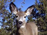 Close up of mule deer doe