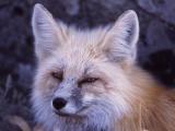 Close up of red fox face east of Phantom Lake