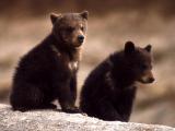Two grizzly bear cubs