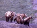 Grizzly bear sow & three cubs