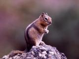 Golden-mantled ground squirrel