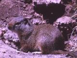 inta ground squirrel