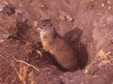 Uinta ground squirrel
