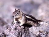 Golden-mantled ground squirrel