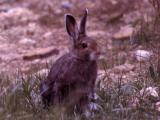 Snowshoe Hare