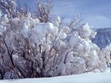 Wet winter snow on bush