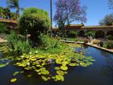 Lily pond