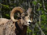 Rocky Mountain Bighorn Sheep