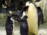 Penguins