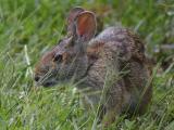 Rabbit in the grass