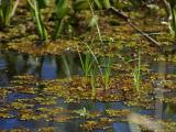 A swamp in Louisiana