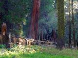 Sunrays on a forest meadow