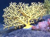 yellow stone coral