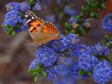 Orange butterfly on blue blossoms