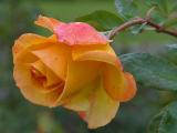 Orange Rose