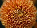 Mum flower