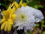 Chrysanthemes