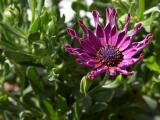 African Daisy