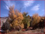 Fall color along the Gardner River