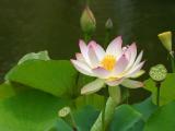 Lotus Blossom