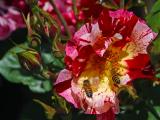 Rose Garden with Bees