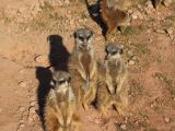 Group of Meerkats