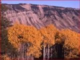 Aspen grove with fall color