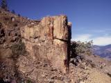 Good sized petrified stump on rocky hillside