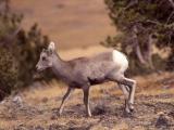 Bighorn Sheep lamb