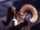 Close up of front of head of Bighorn Sheep ram