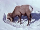 Bighorn Sheep ram grazing in snow