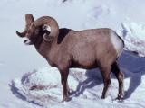Bighorn Sheep ram standing in snow