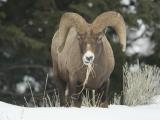 Bighorn Sheep ram above Yellowstone River