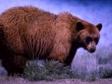 Black Bear at Phantom Lake