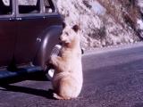 Albino black bear begging at car