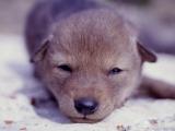 Coyote pup