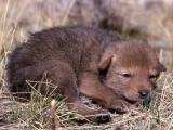 Coyote pup