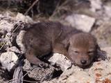 Coyote pup