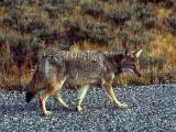 Roadside coyote